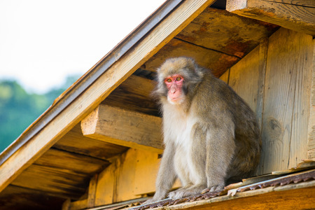 Monkey from kyoto monkey park, Japanの写真素材