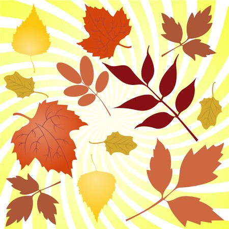 Several autumn yellowing of leaves from different treesのイラスト素材