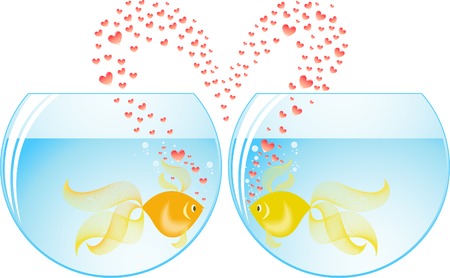 two gold fish lovers in different aquariumsのイラスト素材