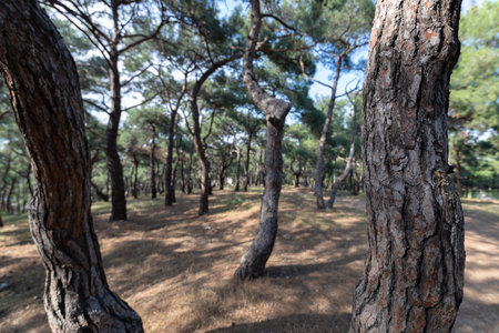 Forest in summer