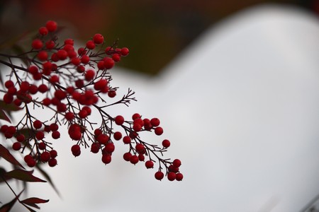 Red beanの写真素材