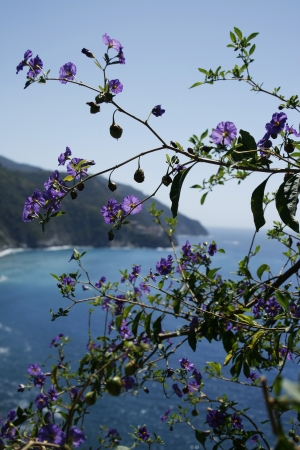 natureの写真素材