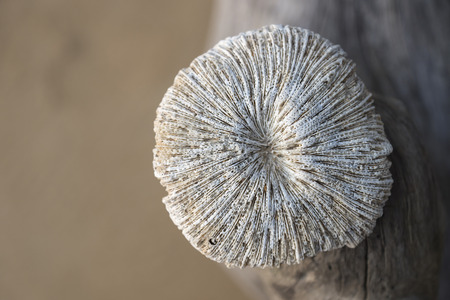 dry sponge closeup in the last sunshineの写真素材