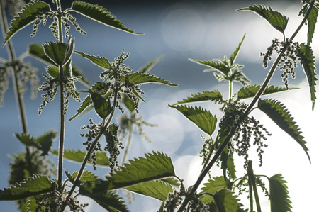 Stinging nettle detailの写真素材