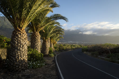 palm trees along the road to Frontera, El Golfo valley, El Hierro, Canary Islands, Spainの写真素材