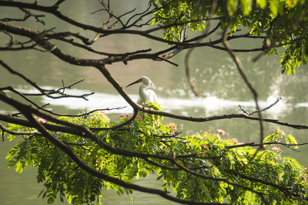 Kandy lake birdの写真素材