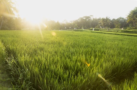 Sunset with sundrays in the ricefield Ubud, Bali, Indonesiaの写真素材