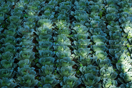 Cauliflower field with lines and spots of sun shining on it in San Pedro, Lago Atitlan, Guatemalaの写真素材