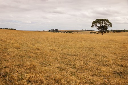 Orange dry meadow on a hill with tree on a cloudy day in Phillip Island, Victoria, Australiaの写真素材