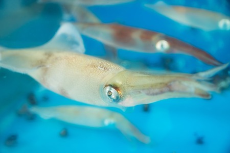 Live squids with big silver eyes in tank for food preparation in Seongsan, Jeju Island, South Koreaの写真素材