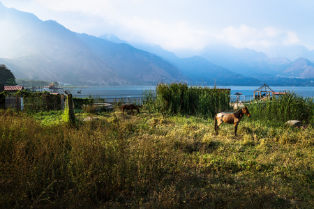 Horse on a meadow along Lago Atitlan with mountainrange and backlight, San Juan la Laguna, Guatemala, Central Americaの写真素材
