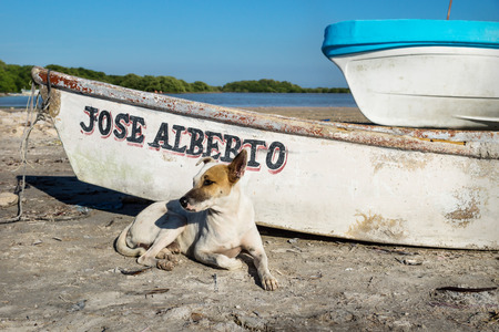 White brown dog in village lying along a rustic boat, Chelem, Mexicoの写真素材