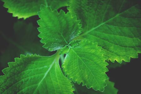 Plectranthus amboinicus , Indian borage or Mexican mint with mint oregano flavor in a garden shined by sunlightの写真素材