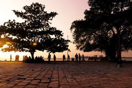 Kochi, India - 9 November 2017: Boulevard with huge trees and people sitting on benches during orange colored sunsetのeditorial素材