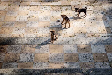 Three puppies on a tiled floor looking like a chess board, Alappuzha, Kerala, Indiaの写真素材