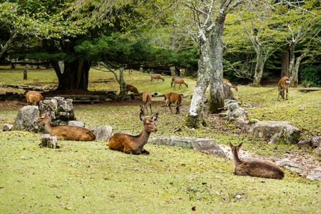 Deer herd in a park with green grass at Miyajima, Japanの写真素材