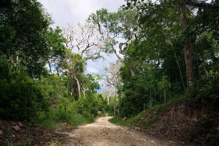 Dirt road through the green jungle mountains with trees of Peten, El Remate, Guatemalaの写真素材