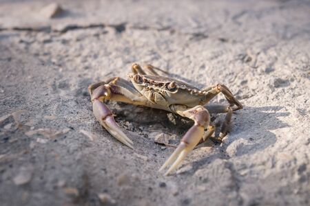 Yellow purple lake crab on stone floor in sunlight
