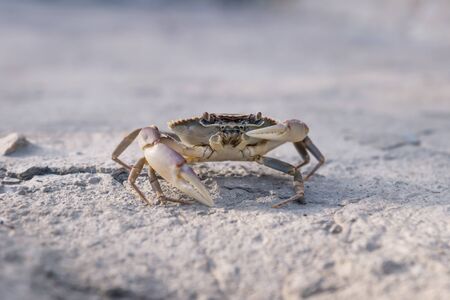 Yellow purple lake crab holding up one claw on stone floor in sunlight