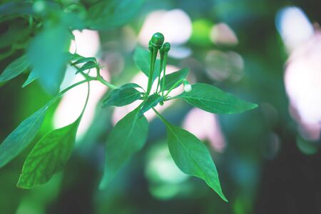 Small wild green chilies on a tree with bright backlight, Guatemala