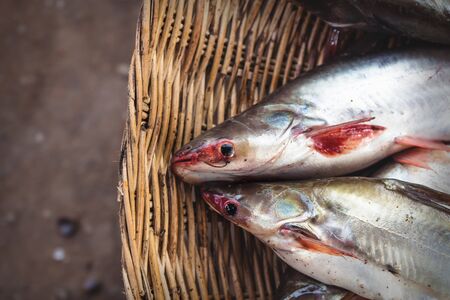 Fresh sunlit catfish in straw basket at a market in Cambodia