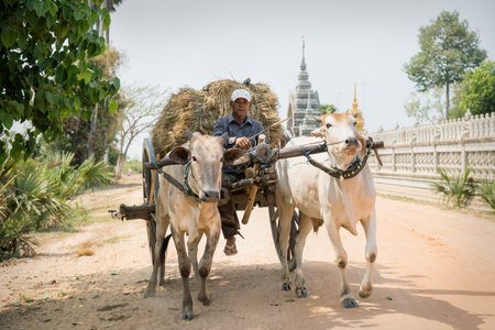 Sangkat Krabei Riel, Siem Reap Province, Cambodia - 4 April 2013: Moving Ox cart with local man and hay on sunny road in front of temple Wat Krabi Riel Pagodaのeditorial素材
