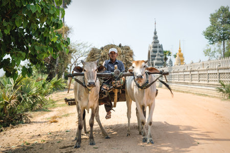 Sangkat Krabei Riel, Siem Reap Province, Cambodia - 4 April 2013: Ox cart with local man and hay on...