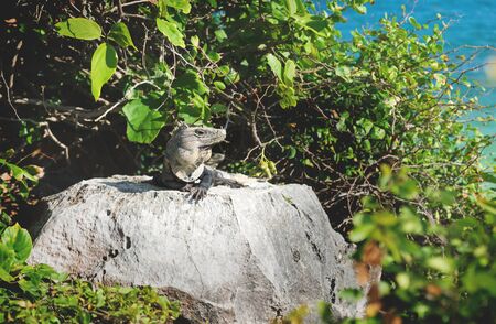 Iguana posing on the rock at ruins of Tulum along the ocean lightned by sun, Mexicoの写真素材