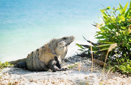 Iguana along the coast at the ruins of Tulum lightned by sun, Mexicoの写真素材