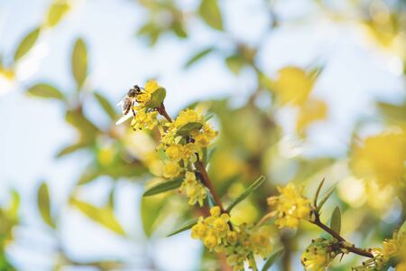 Detail of a bee sitting on yellow blossoms of a blurred bush