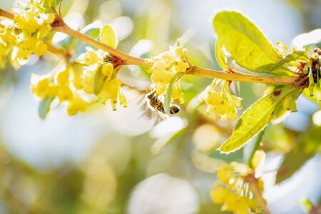 Detail of a bee on yellow blossoms of a blurred sunlit branch with backlight