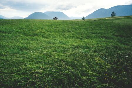 Blown high grass meadow in Austrian mountain landscape during stormy windy weather, Mieminger Plateau, Tyrol, Austiaの写真素材