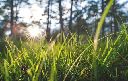 Close up of bright woodland with grass and young evergreens during sunset with sun beam in a forest, Mieminger Plateau, Austriaの写真素材