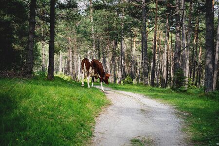 Cow walking along path on alpine pasture in sunny evergreen forest, Mieminger Plateau, Tyrol, Austriaの写真素材