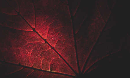Close up of a red maple leaf partly lightened as a symbol for autumnの写真素材