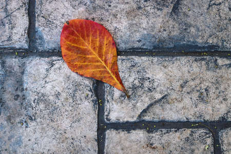 Red orange leaf as symbol for autumn on old fashioned stone sidewalk, Mexicoの写真素材