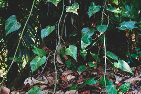 Close up of green tropical ivy in exotic forest in Palenque, Chiapas, Mexicoの写真素材