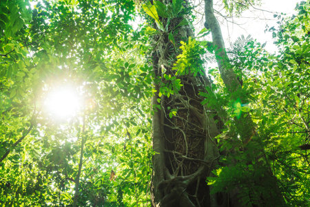 Sunlit tropical green forest with trees, ivy, palm leaves and, Palenque, Chiapas, Mexicoの写真素材