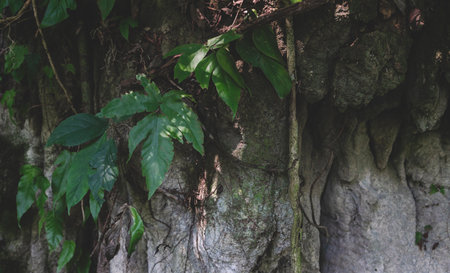Dark detail of tropical roots and leaves in earth in Palenque, Chiapas, Mexicoの写真素材