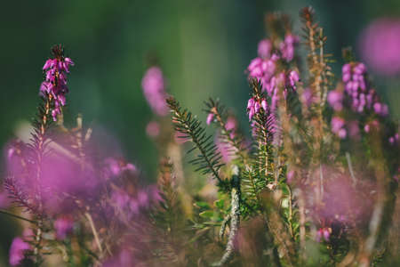 Spring heath, Erica carnea, with bright pink blossoms on sunlit forest floor, Austriaの写真素材