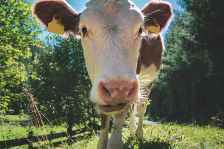 Cute nosy calf grazing on a sunny summer meadow along alpine forest, Austria