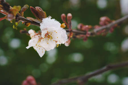 Detail of plum blossoms covered with snow and ice during springtime, which is a risk for crop...