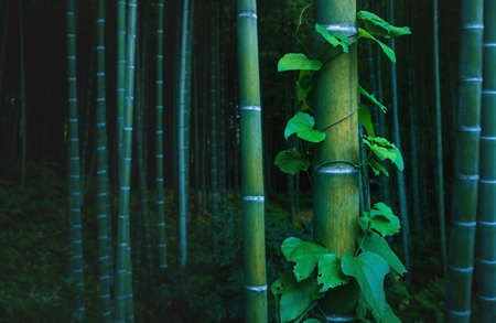 Bamboo trunk covered with lush envy in mystical forest at Arashiyama grove in Kyoto, Japanの写真素材