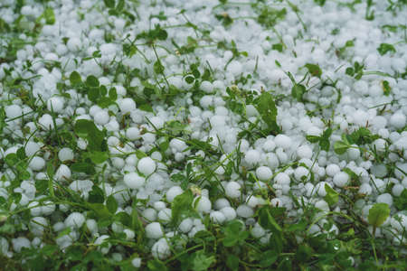 Large hail balls covering green grass lawn after extreme weaterh stormの写真素材