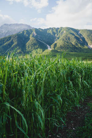 Alpine corn field damaged by a hail storm caused by more extreme weather situations due to climate change, Austriaの写真素材