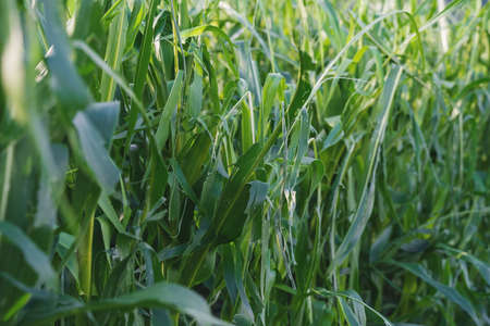 Detail of a corn field damaged by a hail storm caused by more extreme weather situations due to...