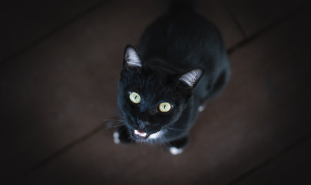 Black cute cat with white paws meowing to human for food seen from the humans perspectiveの写真素材