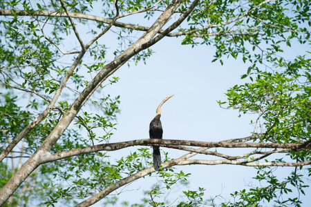 Oriental Darter or Snakebird, Anhinga melanogaster, sitting in sunlit tree in Sukau, Sabah, Borneo,...