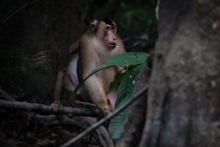 Male Short-tailed macaque in lush tropical forest, Sukau, Sabah, Borneo, Malaysia
