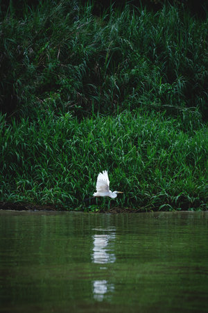 Eastern Great Egret bird flying along the reed of the river Kinabatangan in Sukau, Sabah, Borneo,...
